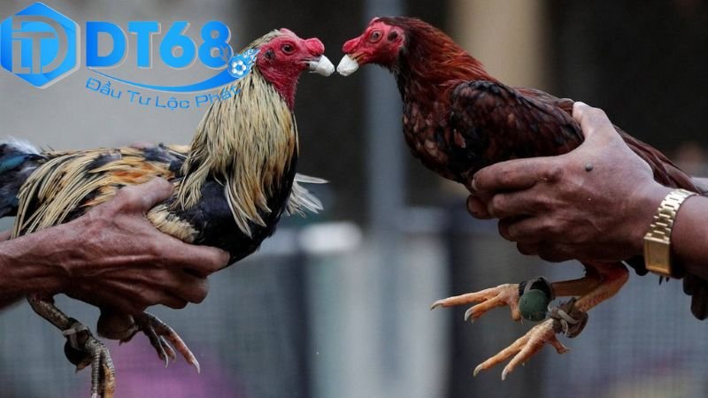 Đá Gà Hợp Pháp DT68 – Trải Nghiệm Cá Cược An Toàn 2 Quy định pháp lý liên quan đến đá gà