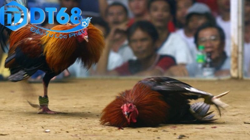 Đá Gà Hợp Pháp DT68 – Trải Nghiệm Cá Cược An Toàn 4 Lợi ích và rủi ro khi tham gia