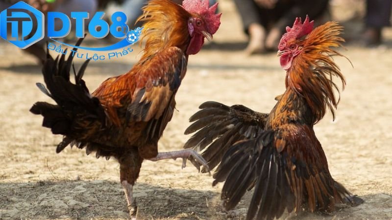 Đá Gà Hợp Pháp DT68 – Trải Nghiệm Cá Cược An Toàn 3 Cách tham gia đá gà hợp pháp trên DT68